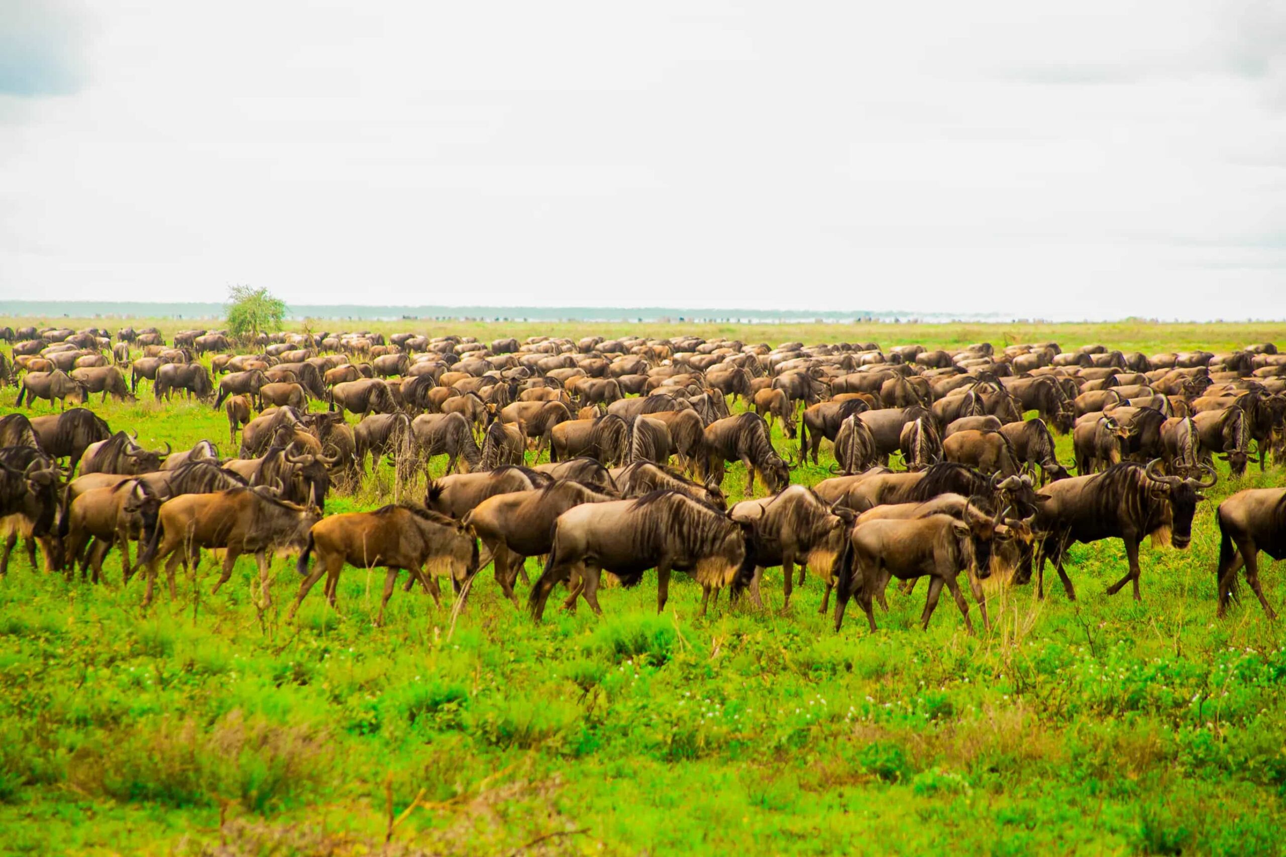 Serengeti
