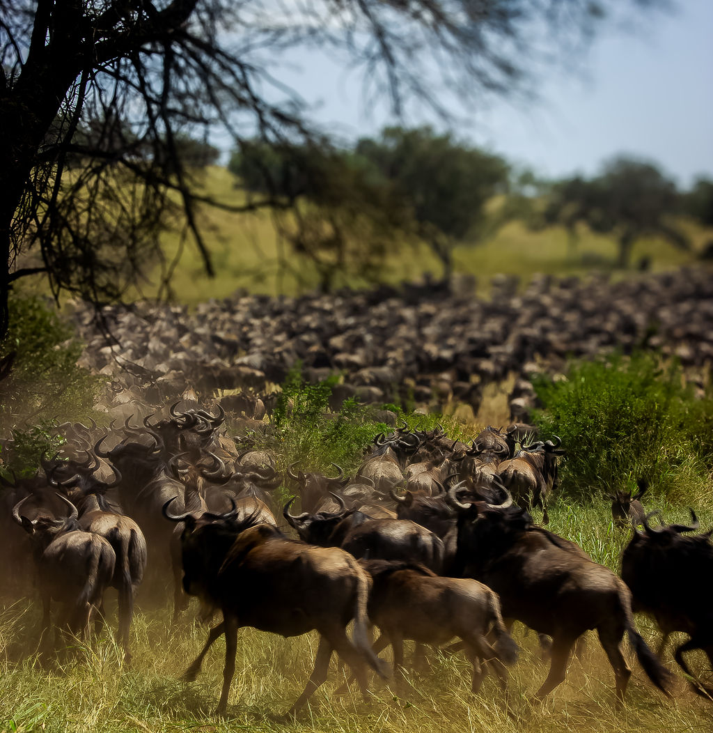 Serengeti National Park