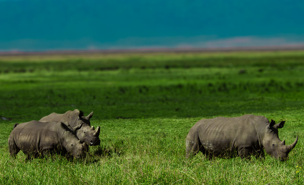 Ngorongoro