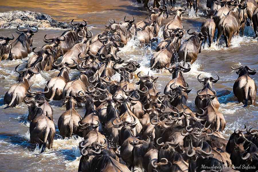 Tanzania Safaris