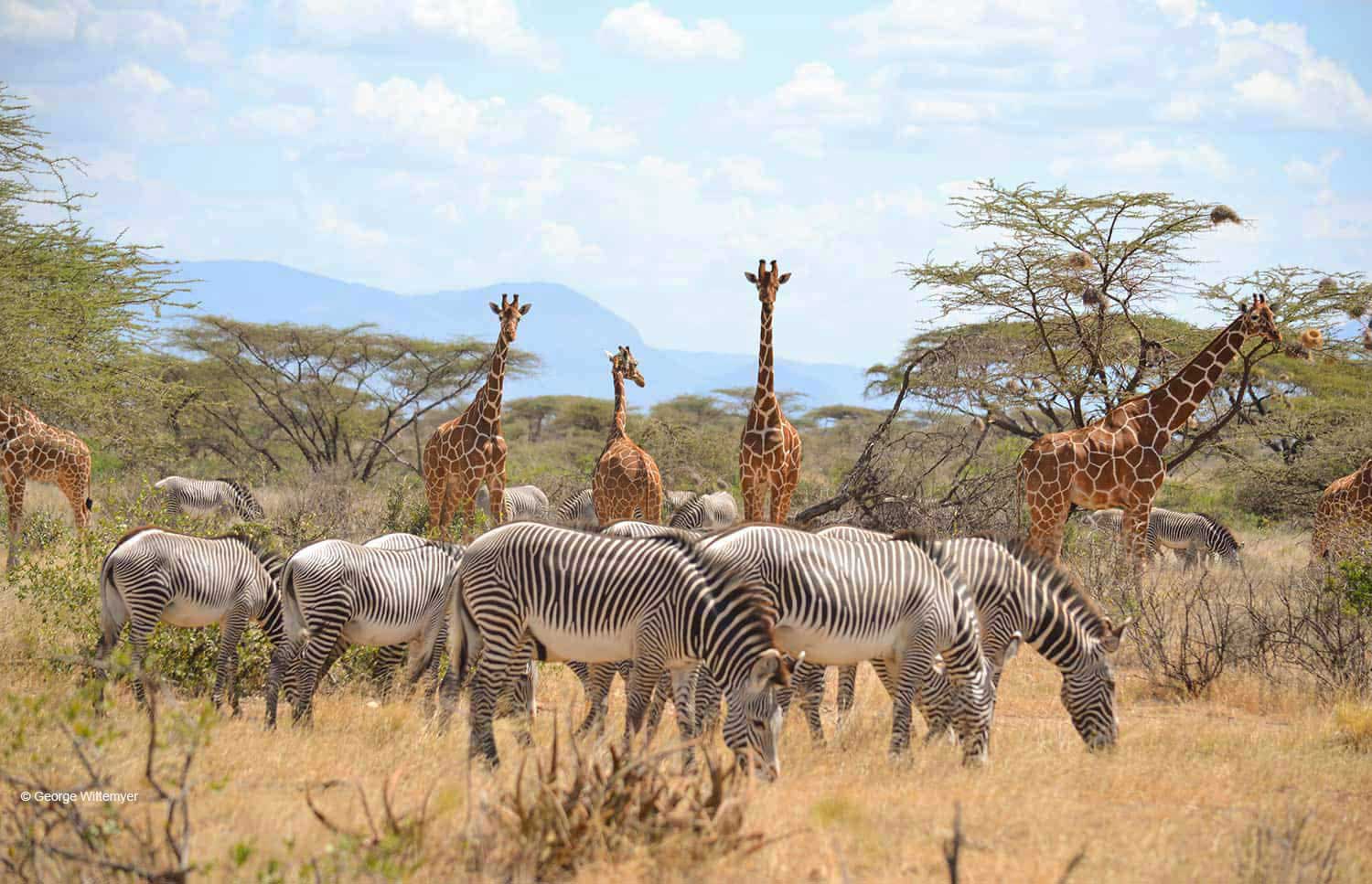 Kenya Safaris